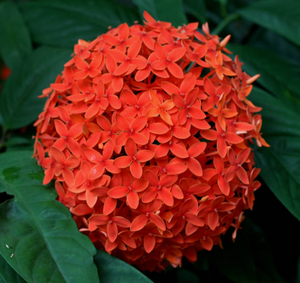 istock flame of the woods flower 1031852244