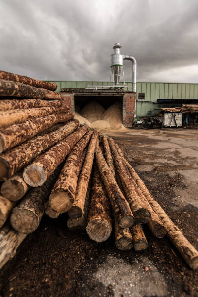 istock Professional machinery in a pine trunks sawmill 1031856382