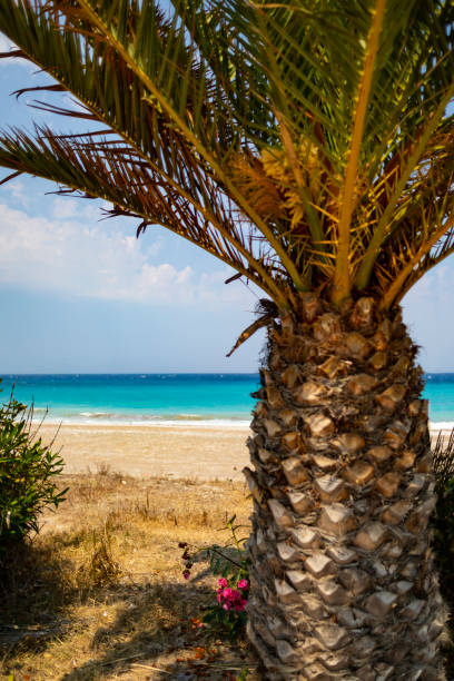 istock Palm Tree And Greek Mediterranean Sea 1031857262