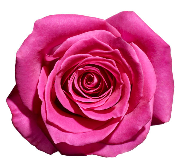 istock flower rose petal blossom red nature beautiful background 1031863232