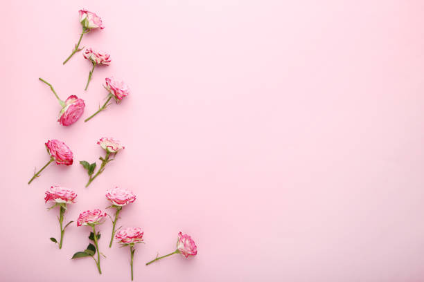 istock Rose flowers on pink background 1031863946