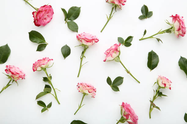 istock Pink rose flowers with green leafs on white background 1031864432