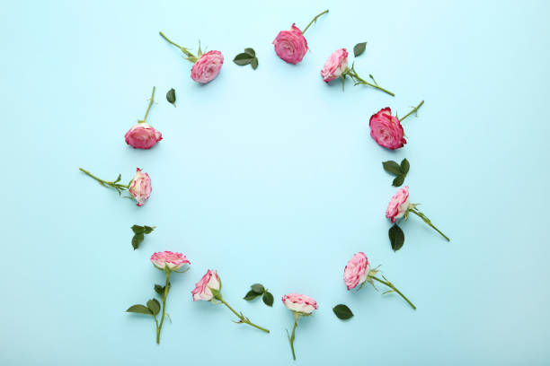 istock Pink rose flowers with green leafs on blue background 1031867156