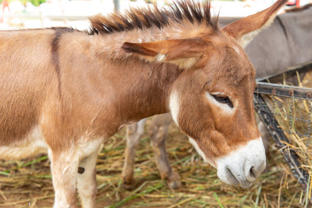 istock donkey in farmland ranch closeup head 1031872570