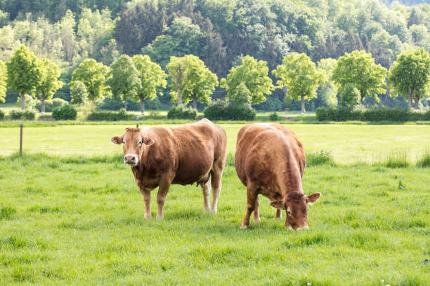 istock red cows on a grassy green pasture, eat grass 1031873800