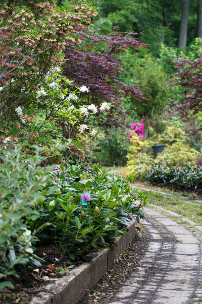 istock path in the garden between flowers 1031873848