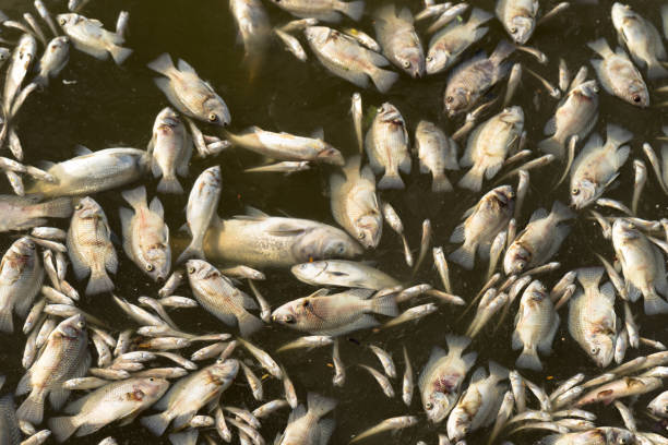 istock Dead fish floated in the water 1031880780