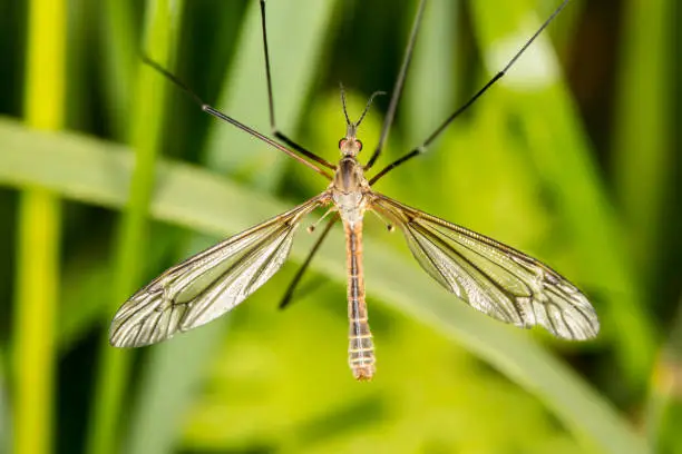 Photo of Tipula oleracea, big insect from the dipteran family, similar to a mosquito