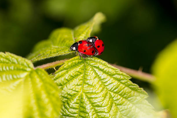 istock Coccinella septempunctata, two ladybirds are copulating on a leaf 1031886182