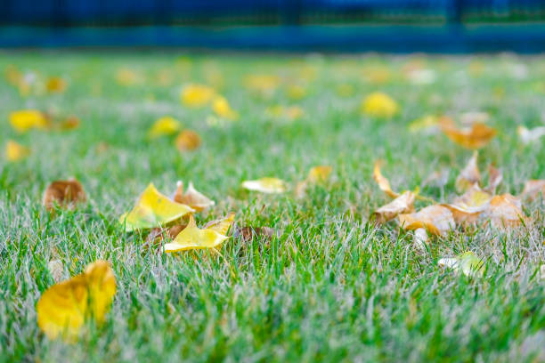 autumn leaves close up