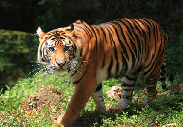 sumatra tiger - sumatratiger bildbanksfoton och bilder