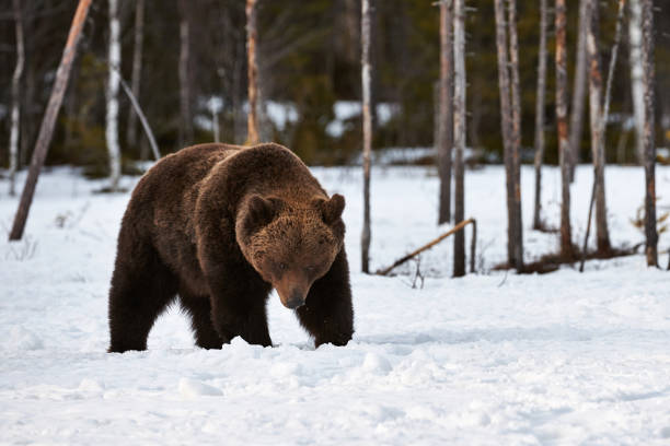 istock Brown bear walking in the snow 1031897424
