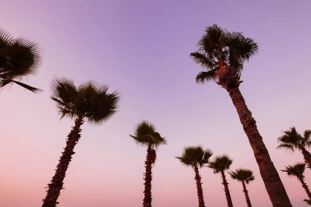 istock Palm trees against a purple sky 1031901802