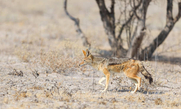 istock Black backed jackal (Canis mesomelas) walking in the Kalahari 1031905886