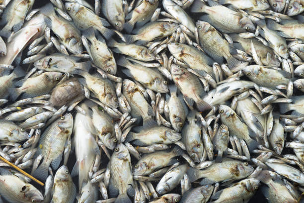 istock Dead fish floated in the water 1031906036