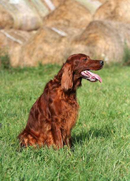 istock Beautiful panting hunting dog sitting in the grass 1031909694