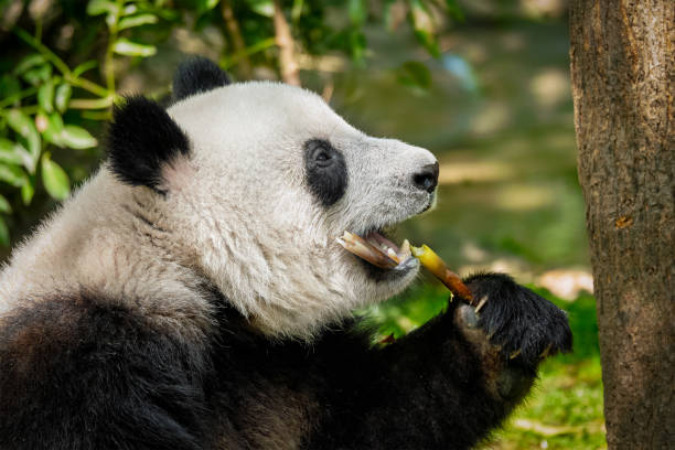 중국에서 거 대 한 팬더 곰 - panda giant panda china eating 뉴스 사진 이미지