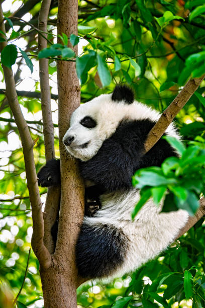 istock Giant panda bear in China 1031919760