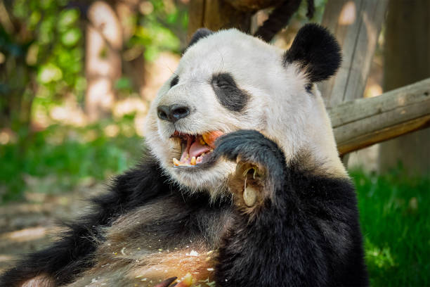 istock Giant panda bear in China 1031919764