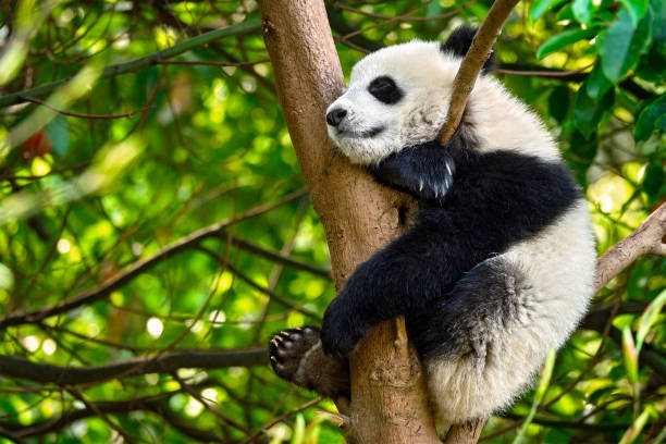 istock Giant panda bear in China 1031919770
