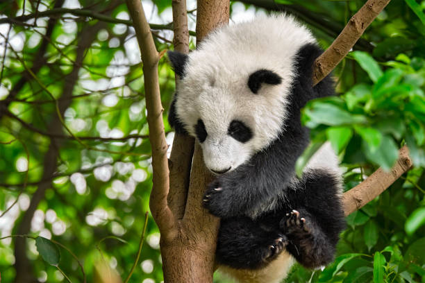 istock Giant panda bear in China 1031919778
