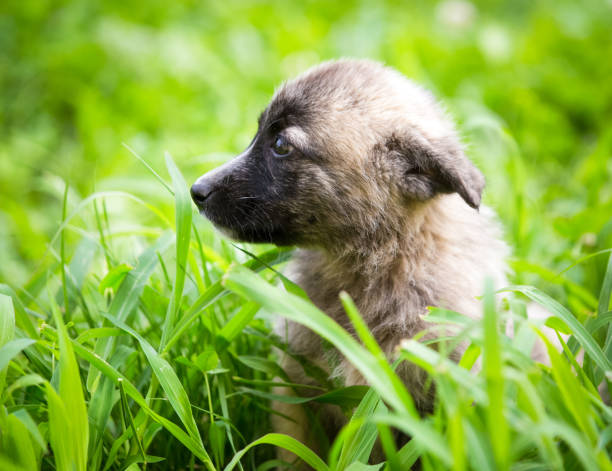 istock Adorable rescued puppy playing in the grass 1031920876