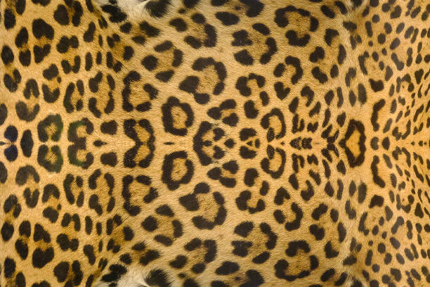 istock Jaguar, leopard and ocelot skin texture background 1031923170