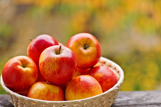 istock Red apples in the basket in garden 1031928830