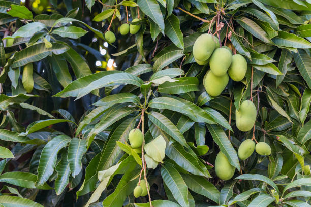 istock Fresh and sweet mangoes on tree 1031929150