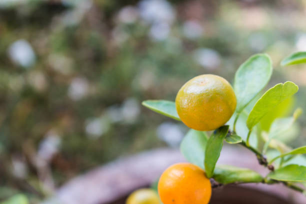 istock Orange tree fruits and green leaves 1031932338