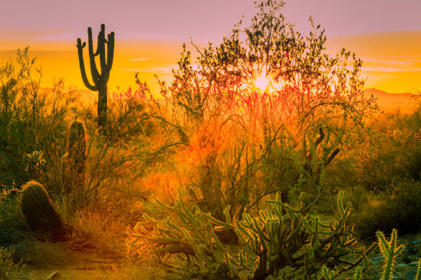 istock Arizona Desert and Cactus 1031933526