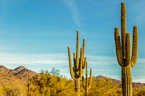Saguaro cactus and wild flowers in Arizona