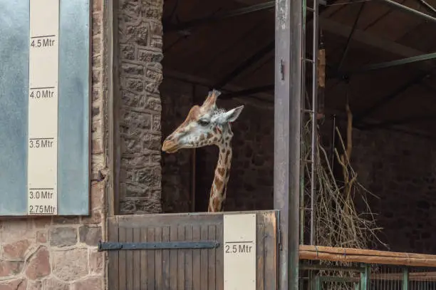 Isolated giraffe in a pen at the zoo showing how tall it is.