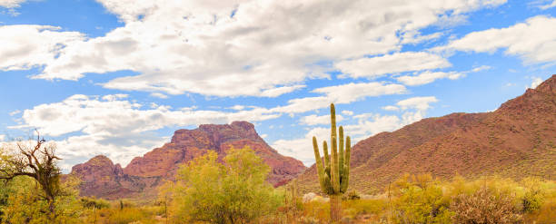 deserto dell'arizona e cactus - hiking sonoran desert arizona desert foto e immagini stock