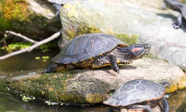istock European bog turtle - Emys orbicularis 1031940196
