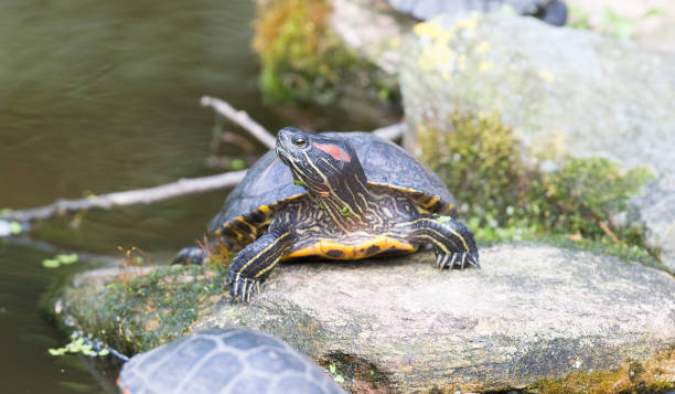 istock European bog turtle - Emys orbicularis 1031940278