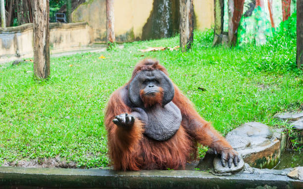 Funny large brown Sumatran Orangutan displeased stock photo