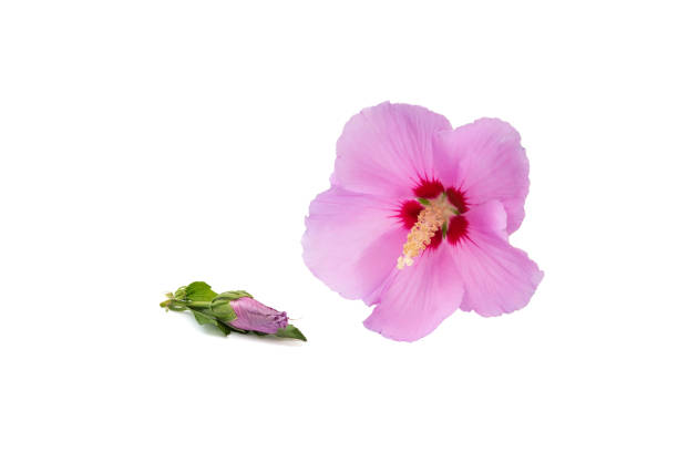 istock Purple hibiscus isolated on the white background; bud, blossom and leaf 1031944050