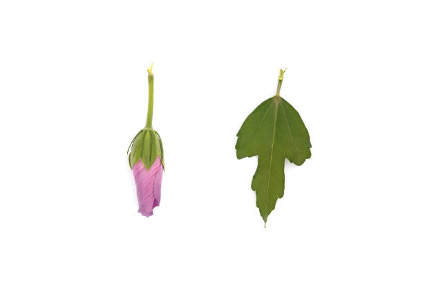 Purple hibiscus isolated on the white background; bud, blossom and leaf