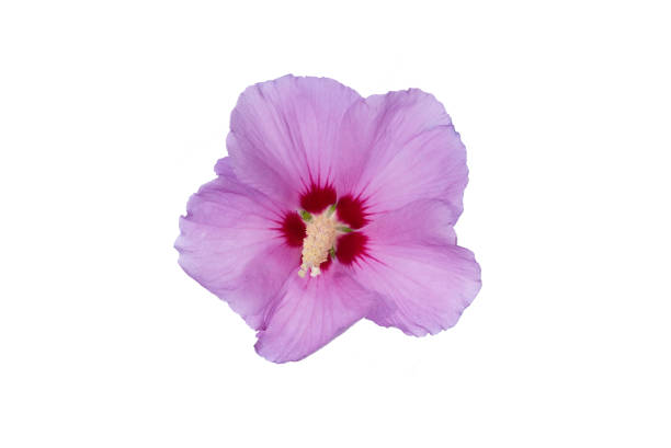 Purple hibiscus isolated on the white background; bud, blossom and leaf
