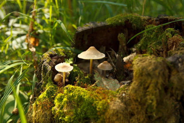 istock Inedible mushrooms 1031954970