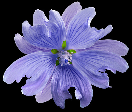 Purple wild mallow flower  on the black isolated background with clipping path. Closeup. Element of design.  Nature.