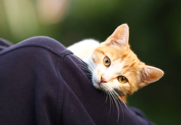 istock teenager boy with red kitten 1031968396