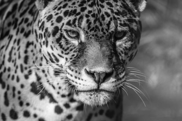 istock Leopard portrait, black and white 1031970380