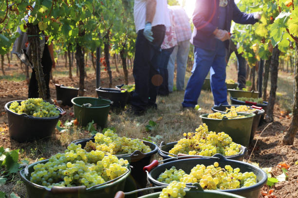 витикултуристы собирают виноград на виноградной лозе - chenin blanc стоковые фото и изображения