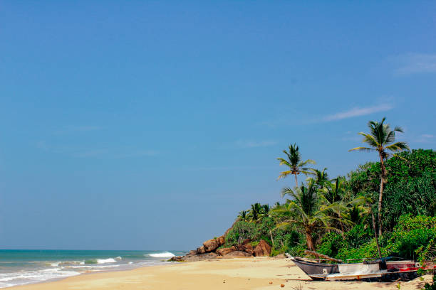 istock Lush Foliage on a Beach in Sri Lanka 1031974004