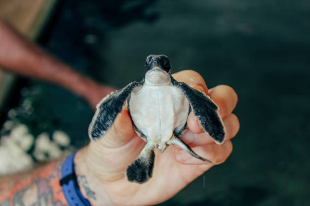 istock Baby Sea Turtle in Sri Lanka 1031974218