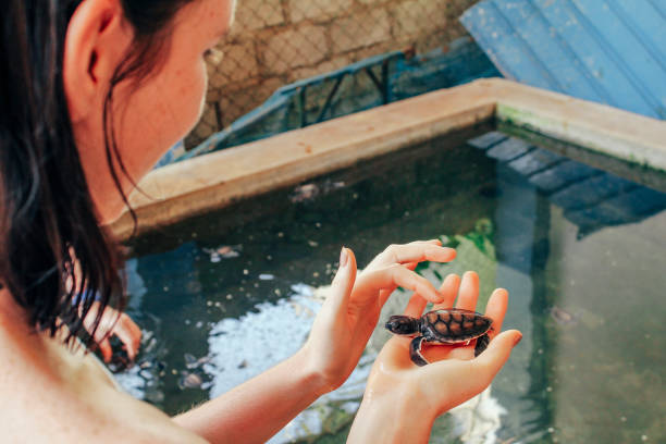 The red-eared slider (Trachemys scripta elegans) is a semiaquatic turtle belonging to the family Emydidae.
