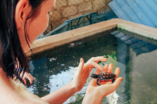 A young woman holds a baby sea turtle at the Kosgoda Sea Turtle Conservation Project, Sri Lanka.