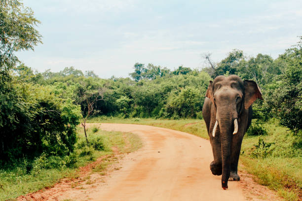 Asian Elephant at Yala National Park, Sri Lanka An Asian elephant can be seen walking along a dirt road at Yala National Park in Tissamaharama, Southern Province of Sri Lanka. indian elephant photos stock pictures, royalty-free photos & images